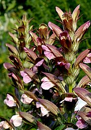 Acanthus mollis - Wahrer oder Weicher B�renklau