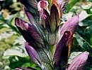 Acanthus Acanthus