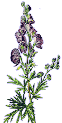 Aconitum napellus - Blauer Eisenhut 