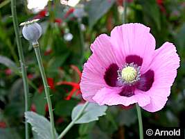 mohn.jpg (9927 Byte)
