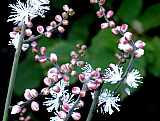 Traubensilberkerze - Cimicifuga racemosa