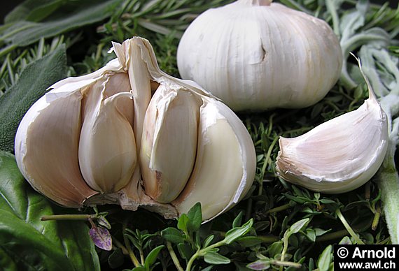 knoblauch.jpg