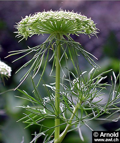 Ammi visnaga - Bischofskraut