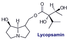 Lycopsamin