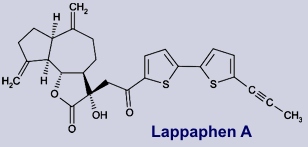 Lappaphen - Inhaltsstoff der Grossen Klette