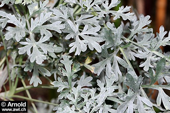 Blätter vom Wermut(Artemisia absinthium)
