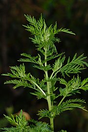 Artemisia annua - Einj�hriger Beifuss