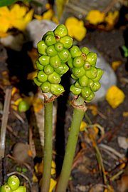 Arum maculatum - Aronstab