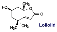 Loliolid