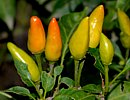 Paprika, Spanischer Pfeffer Paprika, Spanischer Pfeffer