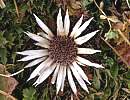 Silberdistel Silberdistel
