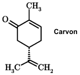 Kümmel Carum carvi W. Arnold