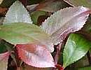 Khat Khat