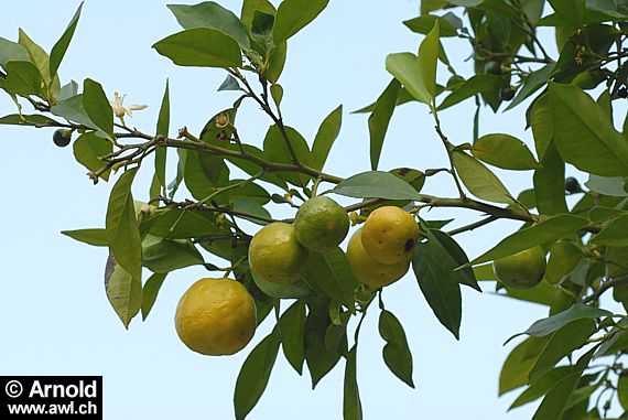 Bitterorange (Citrus aurantium)
