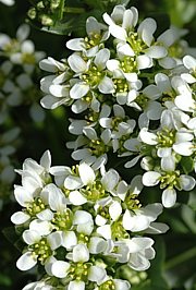 Cochlearia officinalis - L�ffelkraut 