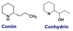 Coniin