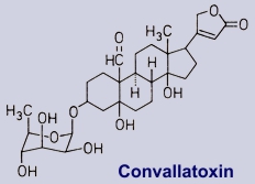 Maiglöckchen Convallaria majalis W. Arnold