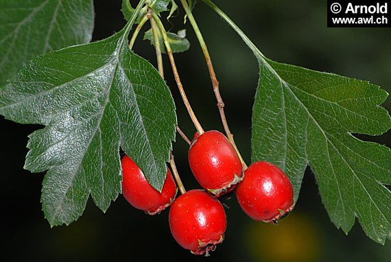 Crataegus monogyna - Eingriffeliger Weissdorn