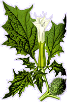 Stechapfel