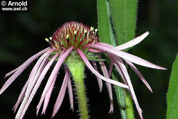 Echinacea pallida - Blasser Sonnehut