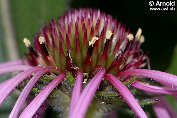 Echinacea pallida - Blasser Sonnehut (Blüte)