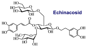 Echinacosid