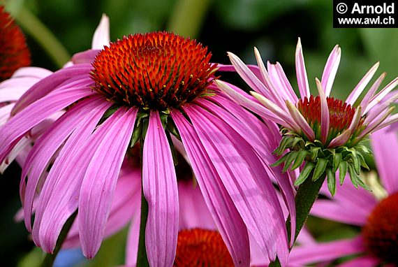 Echinacea purpurea - Purpurfarbener Sonnenhut