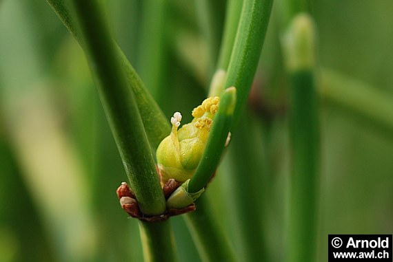 Ephedra