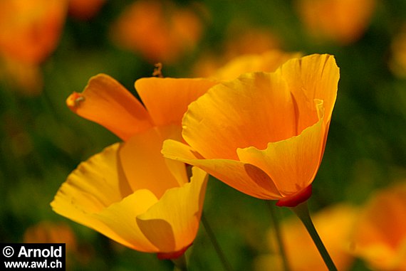 Eschscholzia californica - Kalifornischer Mohn