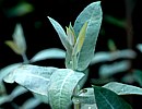 Eukalyptus