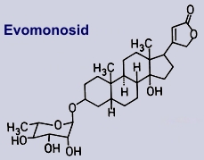 Evomonosid - Inhaltsstoff des Pfaffenhütchens