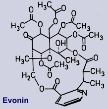 Evonin - Ein Inhaltsstoff des Pfaffenhütchens