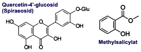 Methylsalicylat, Spiraeosid