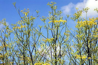 Gemeiner Fenchel im Garten