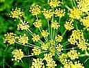 Gemeiner Fenchel Gemeiner Fenchel