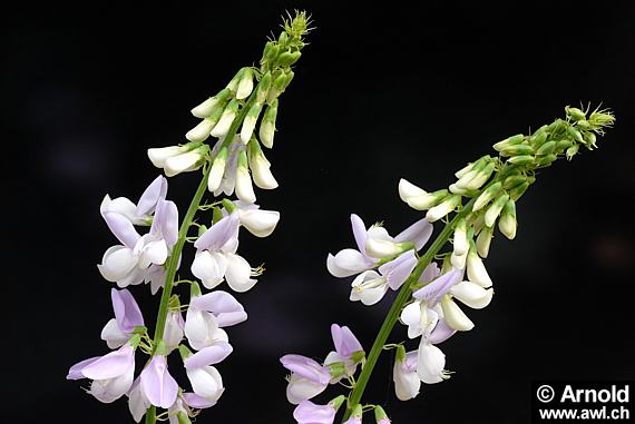 Geissraute