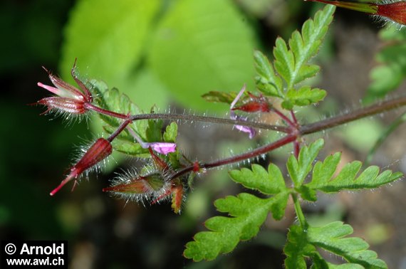 Geranium robertianum - Ruprechtskraut, Storchenschnabel
