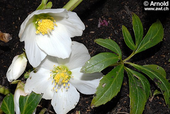 Helleborus niger