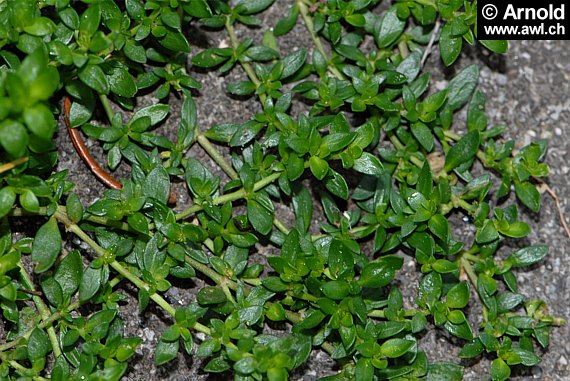 Herniaria glabra - Kahles Bruchktaut