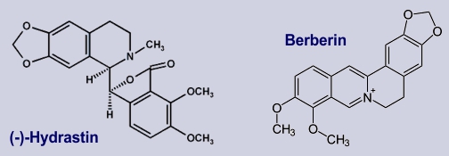 Hydrastin, Berberin - Inhalststoffe des Kanadischen Gelbwurz