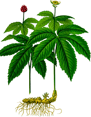 Hydrastis canadensis - Kanadische Gelbwurz