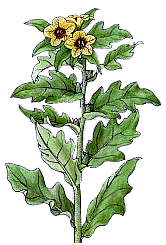 Bilsenkraut