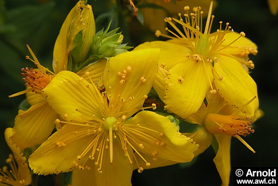 Hypericum perforatum - Johanniskraut