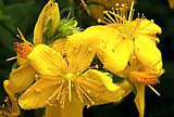 Blüten des Echten Johanniskrautes (Hypericum perforatum)