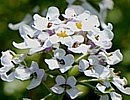Bittere Schleifenblume Bittere Schleifenblume