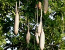 Leberwurstbaum