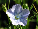 Lein, Flachs Lein, Flachs