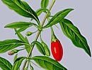 Gemeiner Bocksdorn, Goji Beere Gemeiner Bocksdorn, Goji Beere