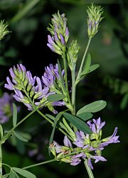 Medicago sativa - Luzerne, Alfalfa 