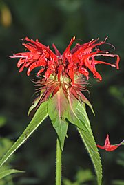 Monarda didyma - Goldmelisse 